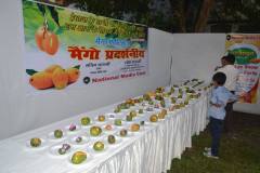 NMC Media Mango Festival Kanpur